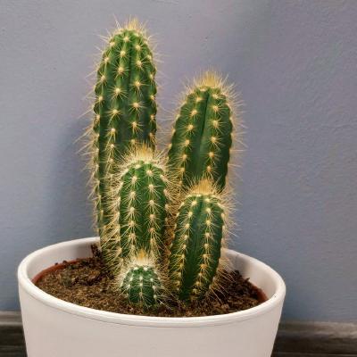 kaktus